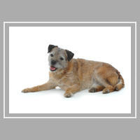Ferdy the border terrier