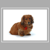 Rufus the sausage dog