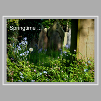 wild flowers in a church graveyard